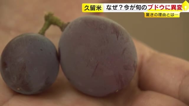 実りの秋を迎え…ブドウの王様「巨峰」に異変　粒は小さいけれど「味はものすごく甘い」　久留米市の観光農園　受粉時期に気温が低く　福岡