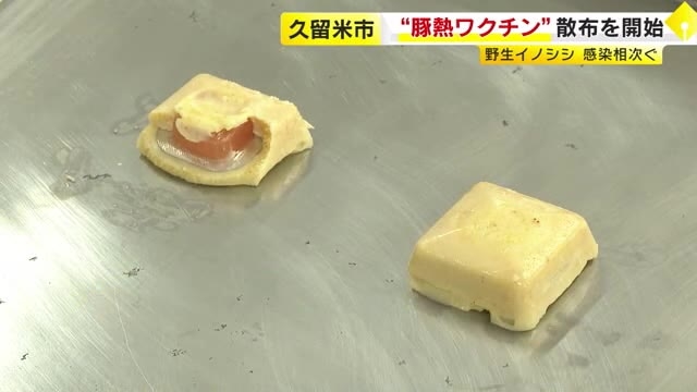野生イノシシ「豚熱」感染　半径10キロに“ワクチン入り餌”を散布　福岡・久留米市