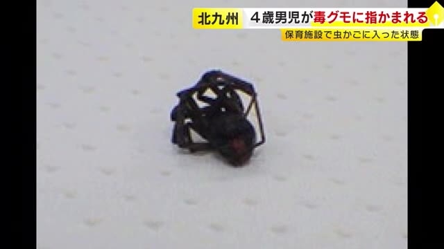 4歳の男の子がセアカゴケグモに指かまれる　北九州市の保育施設で虫かごに入った状態　さらに園庭で3匹見つかる　福岡