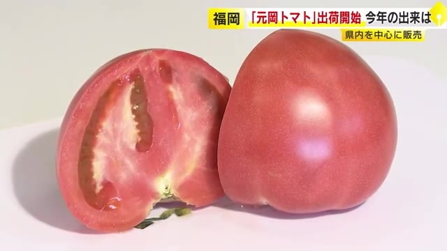 甘みと酸味のバランスよく「元岡トマト」出荷始まる　みずみずしいトマトを次々と仕分け　果肉は硬めで日持ちしやすく　福岡