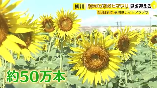 約50万本のヒマワリが見ごろ　「黄色が鮮やかできれい」　夜間はライトアップも　9月23日まで　福岡・柳川市