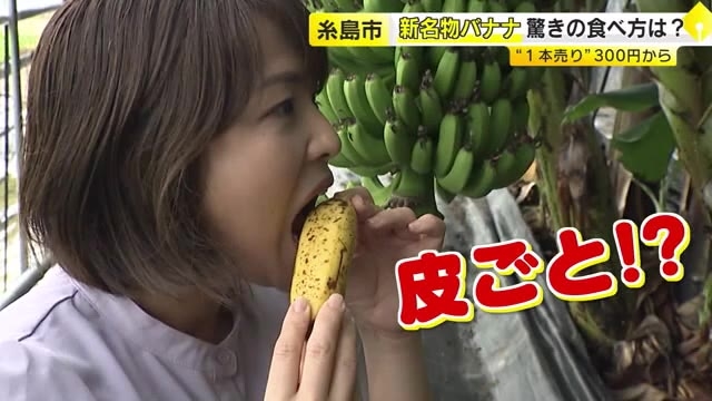 糸島の新名物「皮ごと食べるバナナ」　シャキシャキ食感でもっちりした甘さ　“幻のバナナ”を地元で栽培　福岡