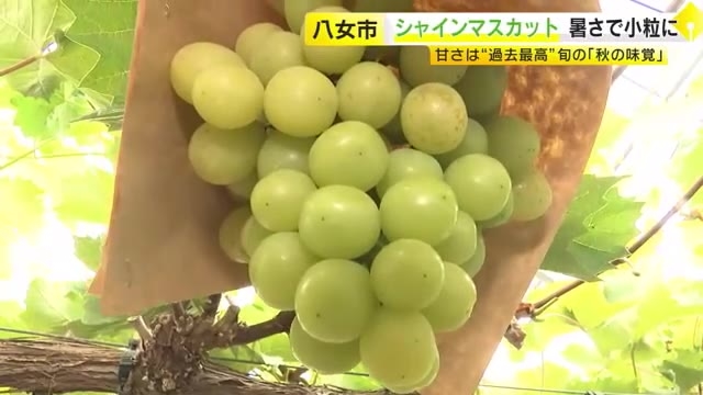 シャインマスカットは小粒でも“濃い甘さ”　「秋の味覚」が猛暑で異変　品薄と価格高騰の青果店「気温下がるのを期待」　福岡