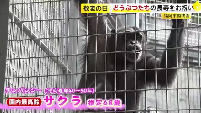 福岡市動物園でも長寿のお祝い　国内最高齢・48歳チンパンジーと19歳アムールトラにファンからプレゼント「長生きしてほしい」
