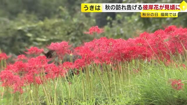 つづら棚田で彼岸花が見ごろ　9月末にかけ50万本が満開に　福岡・うきは市