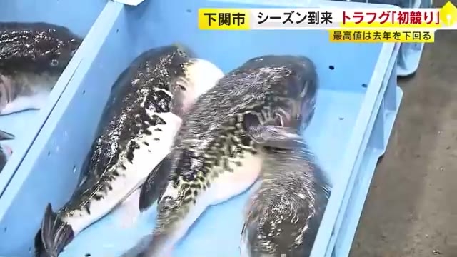 フグのシーズン到来　下関市で初競り　最高値は去年を下回る1万7千円　独特の「袋競り」で競り落とされる　山口