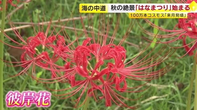 100万本のコスモスが一面に…まもなく見ごろ　秋の移ろいを花で楽しむ　海の中道海浜公園「うみなか＊はなまつり」　福岡