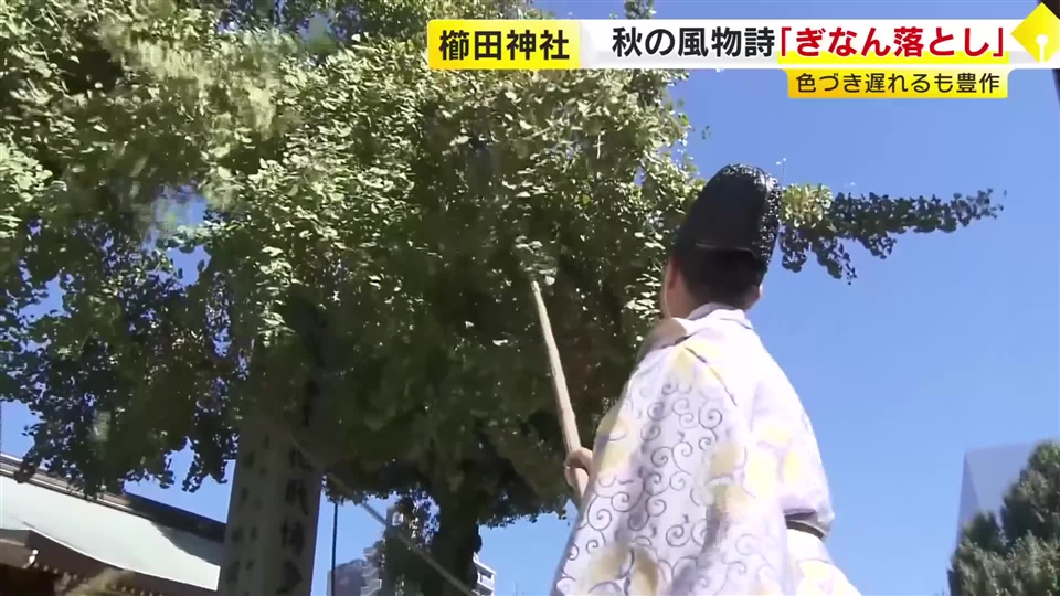 秋の風物詩　櫛田神社で「ぎなん落とし」　樹齢300年超の大イチョウの実を収穫　福岡市