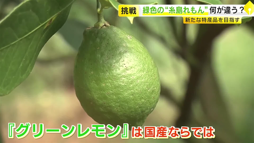 「糸島れもん」を新たな特産品に　2ヵ月だけの“希少”なグリーン　香りが強くフレッシュ　ゴディバともコラボし話題に　福岡