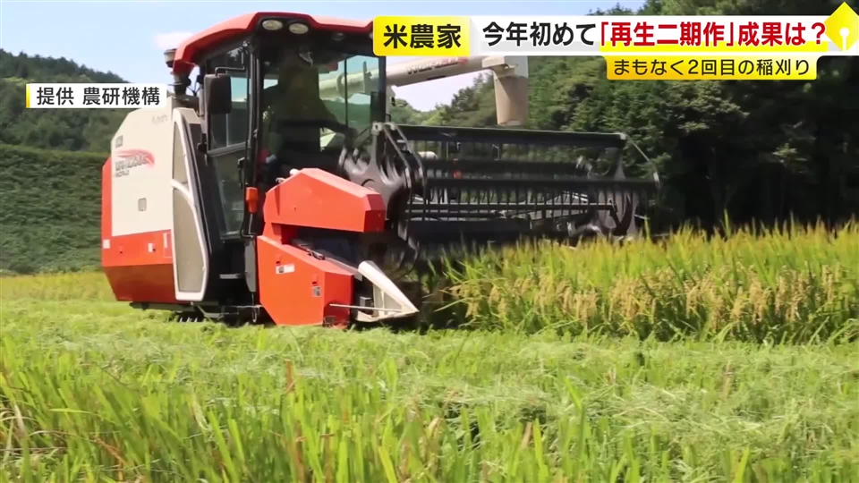 1度の田植えで2度収穫「再生二期作」 まもなく2回目の稲刈り「初めてにしてはいい」と手ごたえ 手間を省いてコメ増産 福岡
