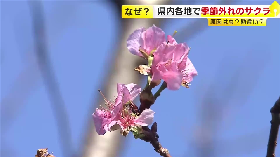 “季節外れのサクラ”県内でつぎつぎ開花　暦の上では冬なのに…あたたかさを春と勘違い？　福岡