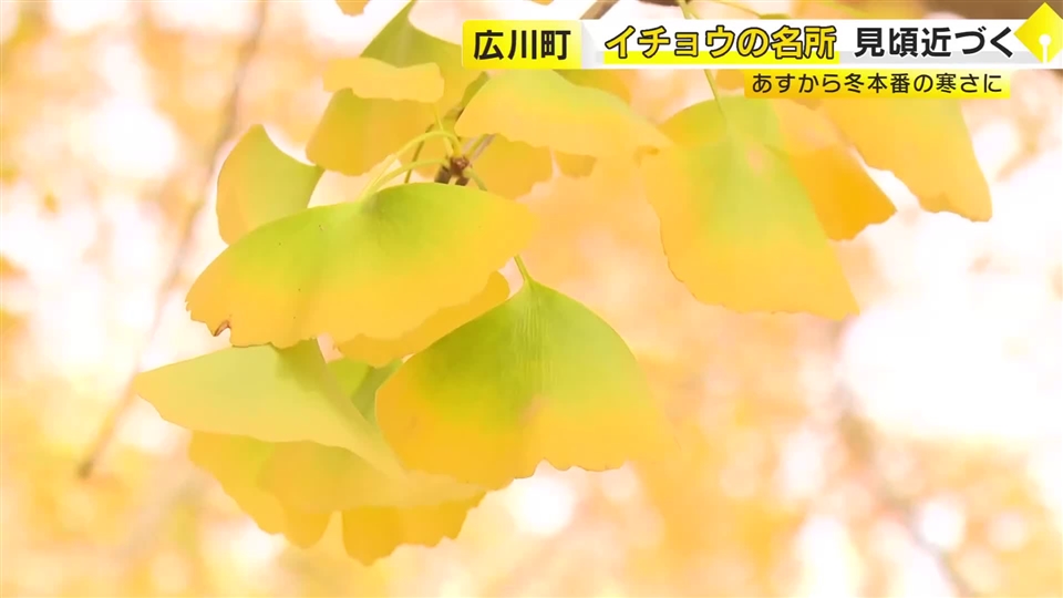 一面に広がる黄色のじゅうたん　広川町太原地区のイチョウ並木が18日から一般公開　約60本が週末には見ごろに　福岡