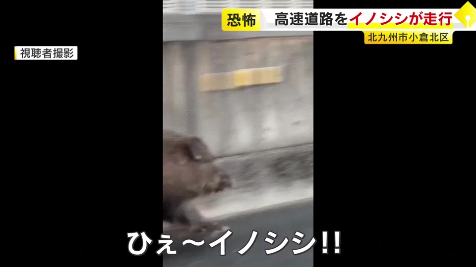 高速道路を走っていたのは…「ひぇ～イノシシ！」　カメラが捉えた“猛ダッシュ”　入口付近を逆走も　福岡・北九州市