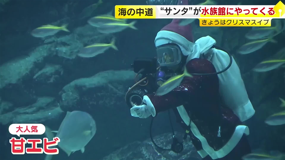 マリンワールド海の中道にサンタダイバー登場　大水槽の魚に「甘エビ」「貝」をプレゼント　福岡市