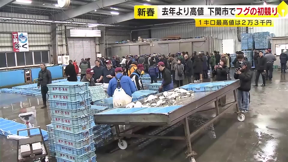 １キロ当たりの最高値は去年より５０００円高い２万３０００円　下関市の市場でフグの初競り　寒気で味も良く　山口県
