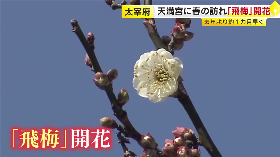 太宰府天満宮で「飛梅」開花　去年より1カ月近く早く“春の訪れ”　受験シーズン迎え「一緒に花開いて」　福岡