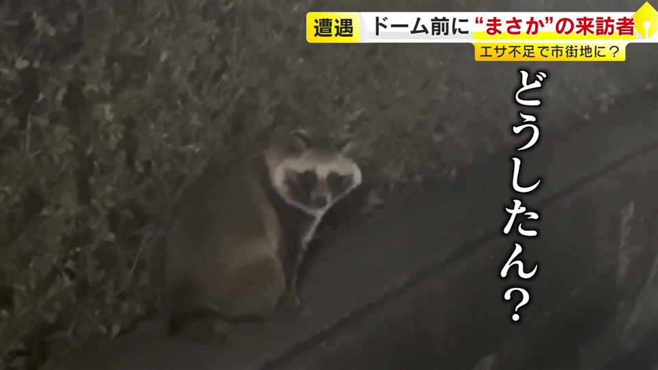 【動画あり】“途方に暮れた表情”が切なすぎる…タヌキがPayPayドームに出現　市街地の“珍客”に市民もびっくり　福岡
