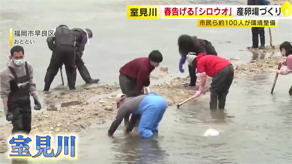 水揚げ激減で休漁続く「シロウオ」“春の風物詩”の復活めざし産卵場所づくり　市民ボランティアなどが活動　福岡・室見川