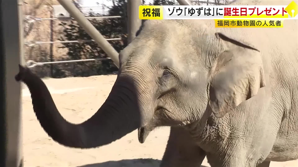 特製ケーキを親子でペロリ…福岡市動物園のアジアゾウ「ゆずは」24歳の誕生日をお祝い　福岡に来てから体重1トン増