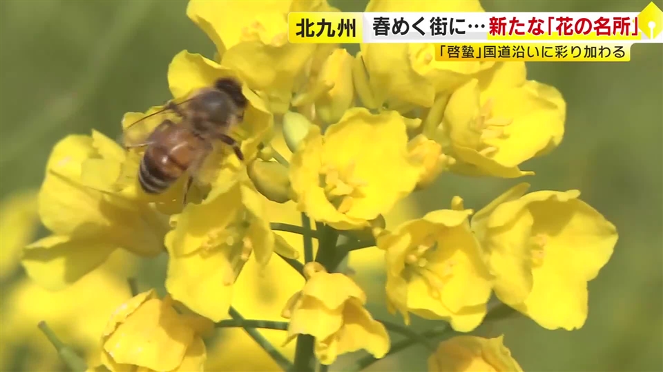 春めく街に新たな“花の名所”が誕生　チューリップやガザニアなど約1100株　市の雑草対策の一環で　福岡・北九州市