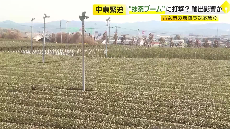 世界的な抹茶ブームにも打撃か　緊迫する中東情勢で輸出に悪影響も　八女茶の老舗「いつ終わるか見通せない」福岡