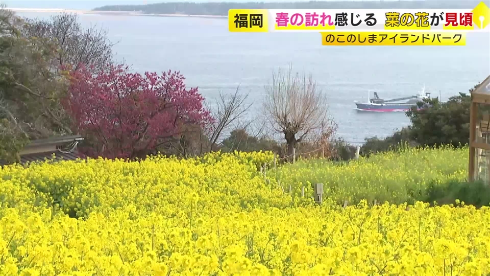 菜の花約50万本が見頃　“黄色い絨毯”と“青い海”のコントラスト　4月中旬頃まで　福岡市・能古島