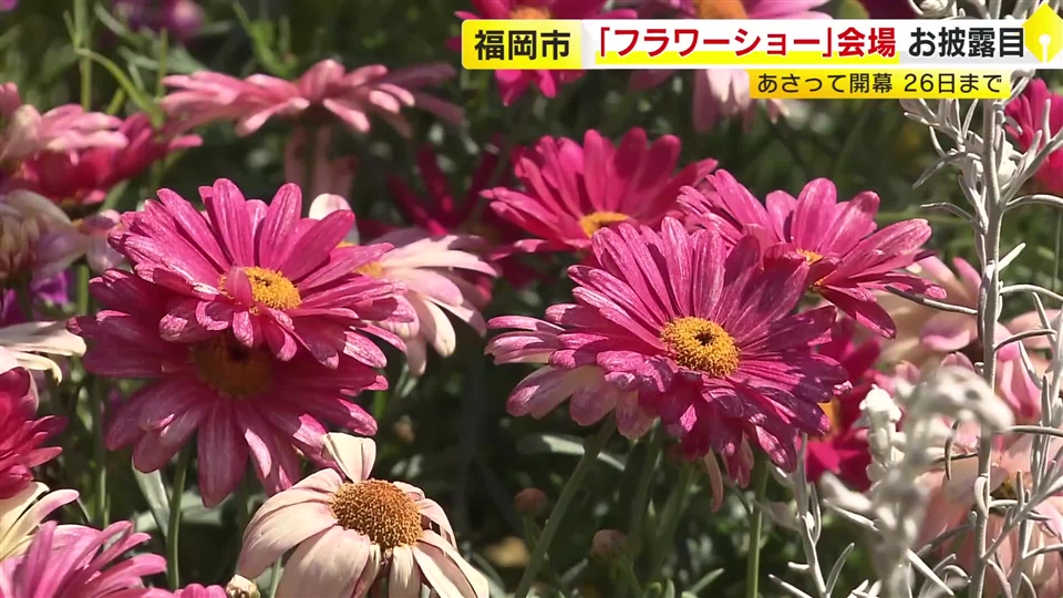 春の花咲き乱れる「フクオカフラワーショー2026」　 世界水準のガーデンコンテストも　福岡市植物園で3月22日～26日
