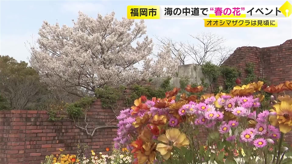海の中道海浜公園で“春の花”イベント　オオシマザクラは見頃　ソメイヨシノは満開に向け開花続く　ネモフィラも　5月17日まで　福岡