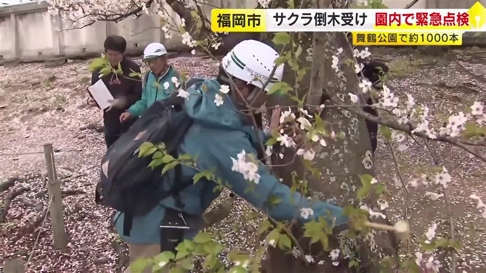 桜の倒木受け　舞鶴公園内の約1000本を緊急点検　倒れたのは樹齢50～70年とみられるソメイヨシノ　福岡市