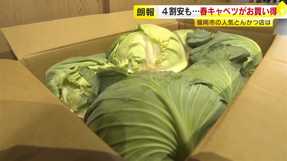 値上げラッシュの中…キャベツが“去年の4割安”　とんかつ店「ありがたい」　春の暖かさで葉物野菜がお買い得　福岡 