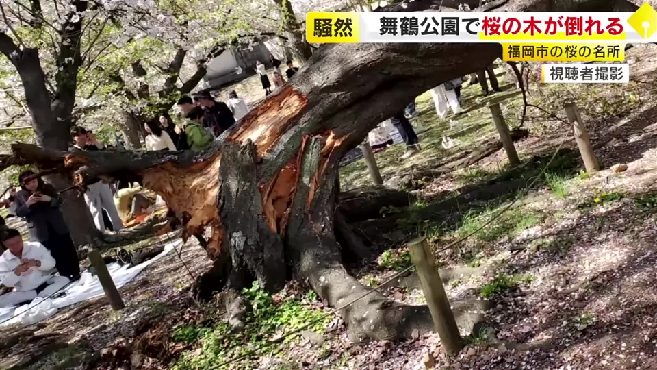 桜の木が根元から突然倒れる　花見で知られる舞鶴公園　高さ15メートルのソメイヨシノ　多くの花見客が一時騒然　樹齢は50～70年か　福岡