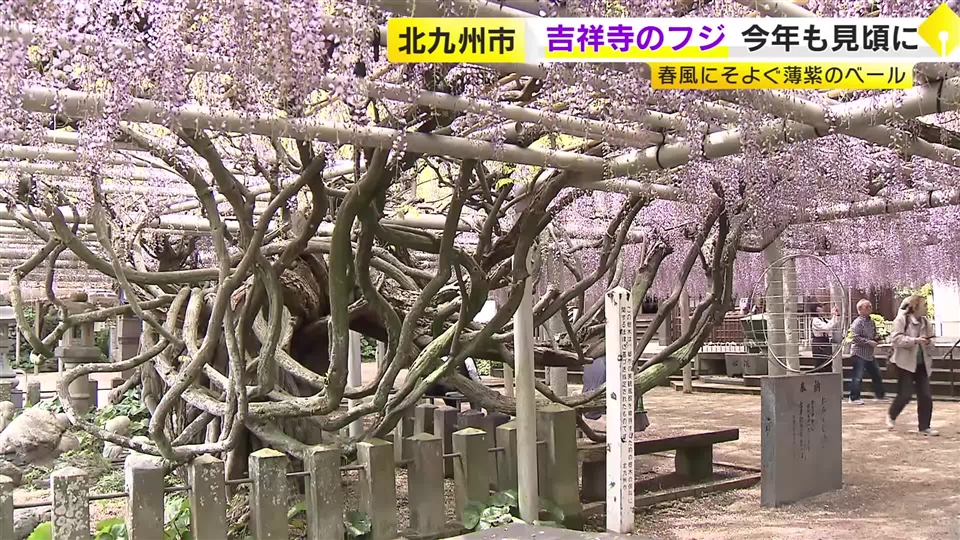 春風にそよぐ薄紫色のベール　吉祥寺のフジが今年も見頃に　北九州市