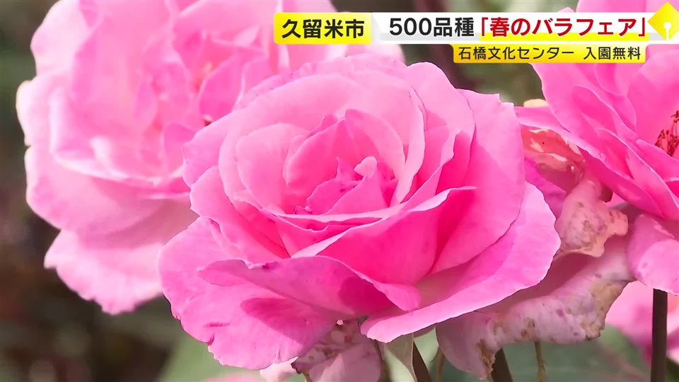 石橋文化センター「春のバラフェア」　500品種・2300株が咲き誇る　入園無料　5月24日まで　福岡・久留米市