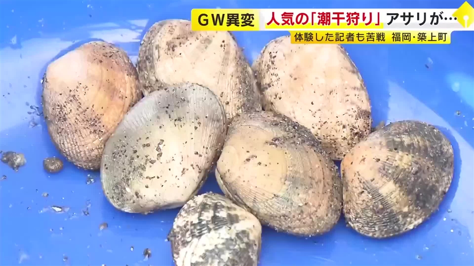 GWレジャー「潮干狩り」人気も…アサリがとれない　「ピークと比べると何十分の一になっている」　全国有数の産地でも減少　自治体は回復に向け取り組み　福岡