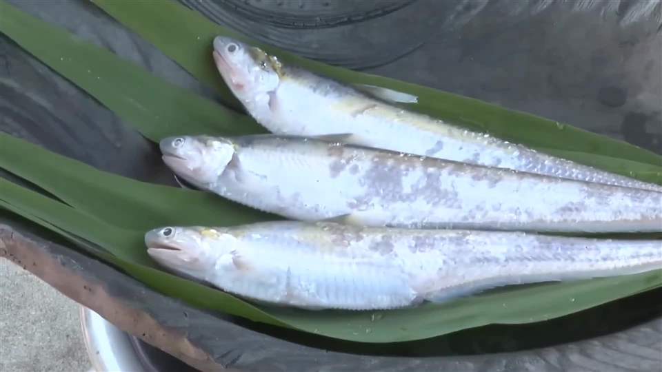 初夏の風物詩「エツ漁」解禁　産卵のため筑後川を遡上する“幻の魚”　豊漁を祈願する神事　福岡・久留米市