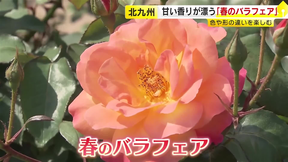 ここでしか見られない新品種も　甘い香りが漂う「春のバラフェア」約560品種3500株がお出迎え　北九州市のグリーンパーク　福岡
