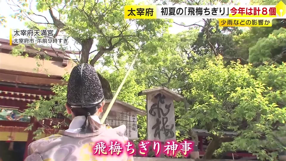 当日の収穫わずか1個…太宰府天満宮「飛梅ちぎり」　少雨や日当たりが影響か　豊かな“屋根の森”「仮殿」は見納めへ　福岡