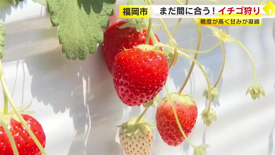 「かんだらジュワっとあふれる…」福岡市内でまだ楽しめるイチゴ狩り　甘さが濃いブランドイチゴをどうぞ　ギュッと15粒詰まったスムージーも絶品