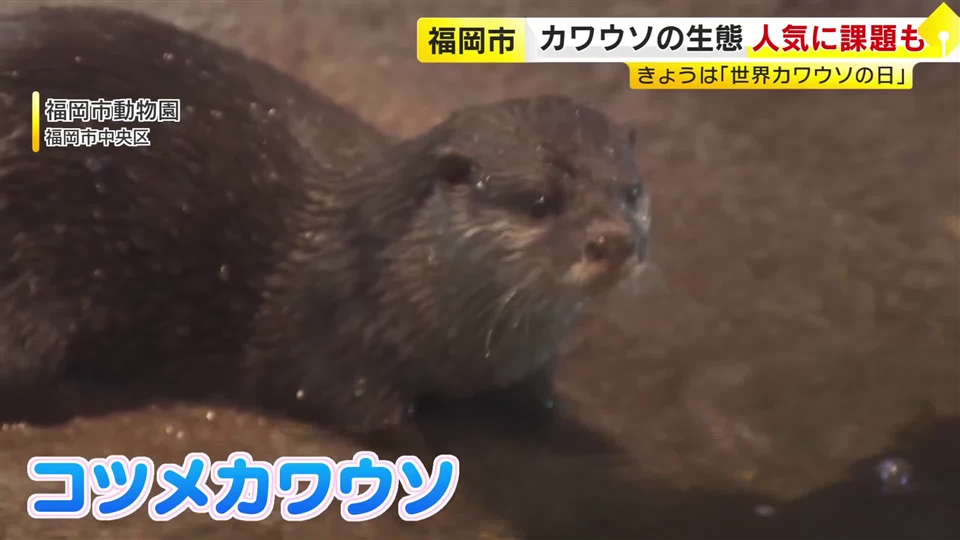 「かわいいだけじゃダメなんです」　カワウソを知ってもらうイベント　絶滅危機も…ペット人気で密猟が課題　強烈なにおいの「ふん」も　福岡市動物園