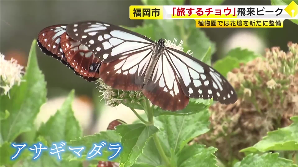 “旅するチョウ”が福岡へやってきた　数千キロを移動するアサギマダラの飛来ピーク　幻想的な水色の羽で人々を魅了　6月上旬まで