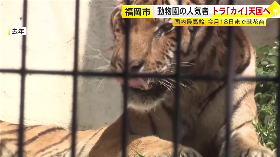 国内最高齢アムールトラ「カイ」との別れ惜しむ　動物園の献花台には手紙も　人間なら90歳の高齢　長年親しまれる　福岡