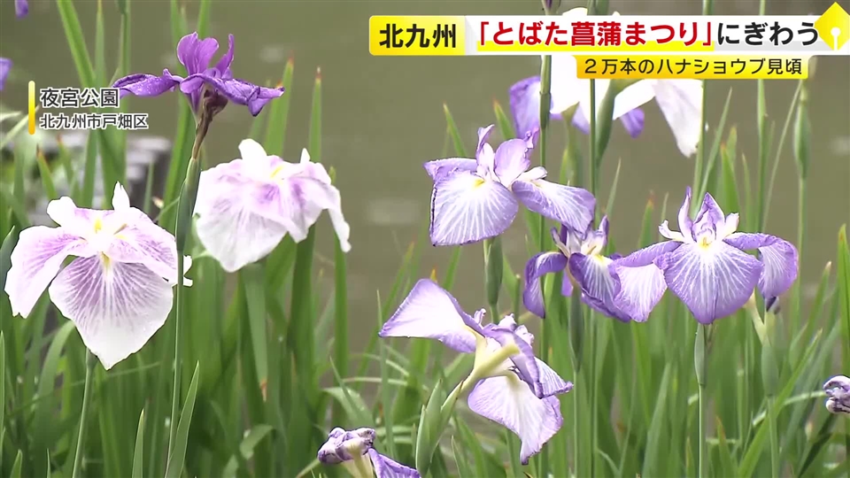 ２万本のハナショウブ見頃　「とばた菖蒲まつり」にぎわう　北九州市