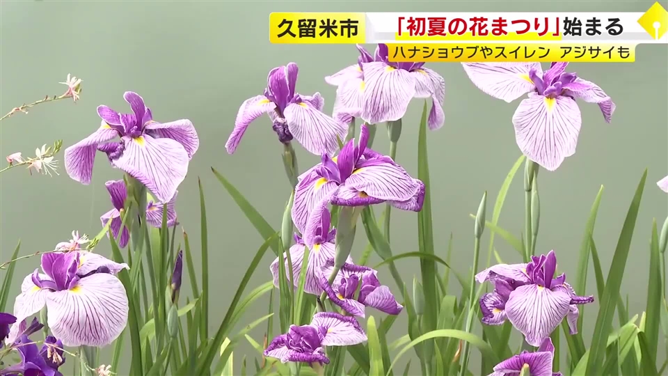 久留米市で「初夏の花まつり」始まる　ハナショウブやスイレンが見頃　入園無料で6月28日まで　石橋文化センター　福岡