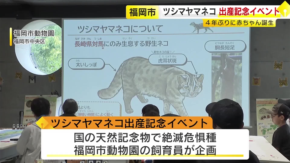 ツシマヤマネコの誕生記念イベント 天然記念物で絶滅危惧種　福岡市動物園で４年ぶりの赤ちゃん ボードゲームや子ネコの映像で理解深める　