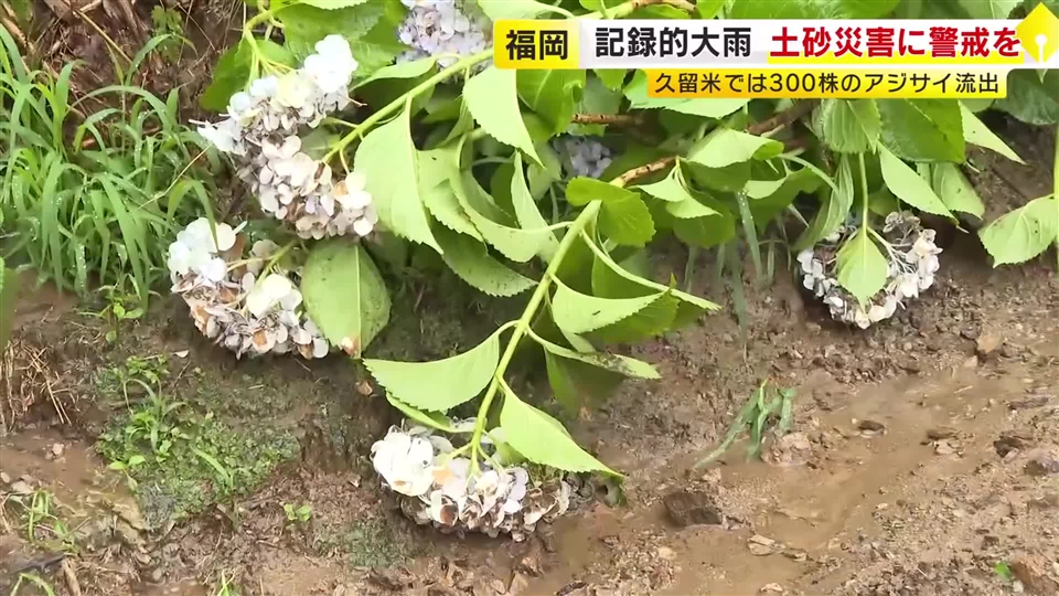 “あじさい寺”で見ごろ迎えた300株が流される　記録的大雨で山の斜面が崩れる　住職「言葉にならない」　福岡