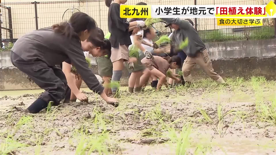 北九州市の小学生が田植え体験　県産米「元気つくし」の苗を植え付け　食の大切さ学ぶ　福岡