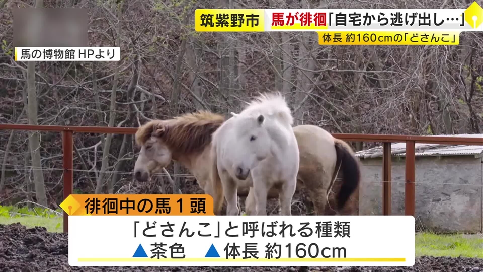【速報】馬1頭が徘徊し警察などが捜索「飼っていた1頭が逃げ出した」　体長約160センチ　品種は「どさんこ」　福岡・筑紫野市