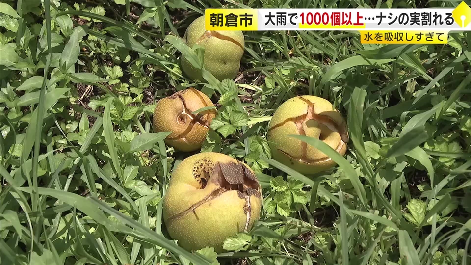 ナシ農家に大雨と猛暑のダブルパンチ　水分過多で収穫間近の1000個以上割れる　次は高温で実がやわらかくなる懸念も　福岡