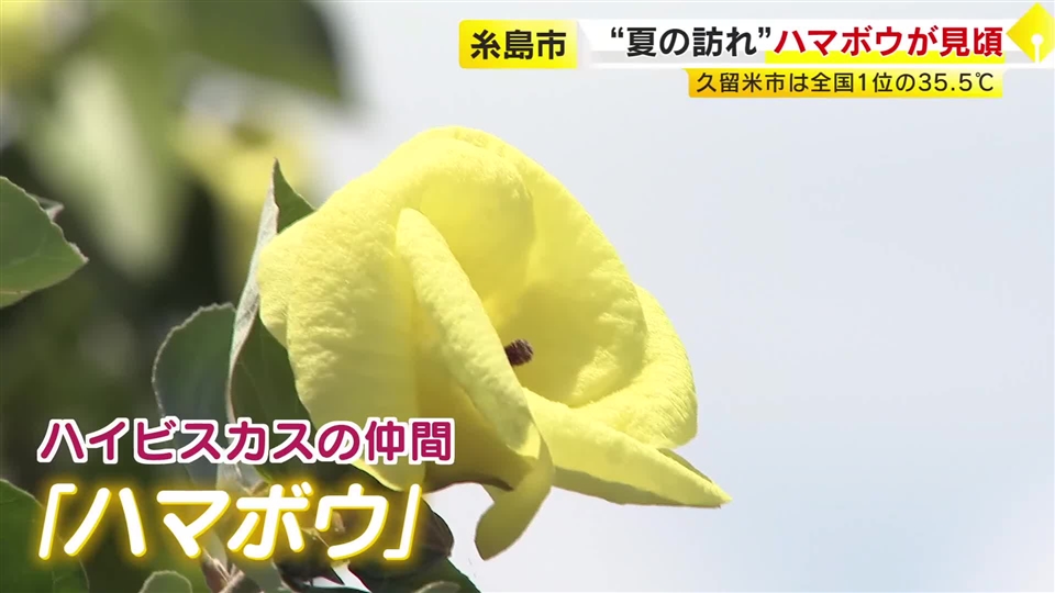 夏の訪れ　希少な「ハマボウ」群落が見頃　川沿い約1.7キロに730本が自生　絶滅危惧の”一日花”　7月末ごろまで　福岡・糸島市
