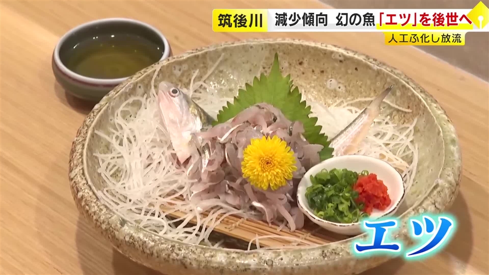 有明海の恵み「エツ」を守れ　漁獲量減少で“幻の魚”に　全国唯一の人工ふ化に取り組む漁協の挑戦　50万匹放流へ